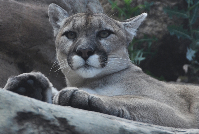 mountain lion